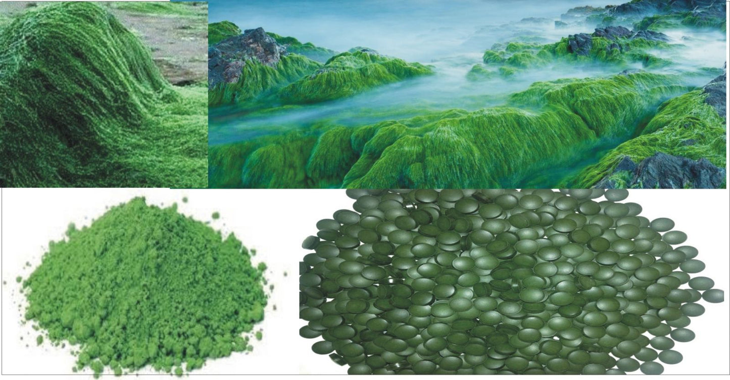 [YUKI PHARMACEUTICAL] Chlorella Royal DX 51 - 103 days of 1550 Tablets